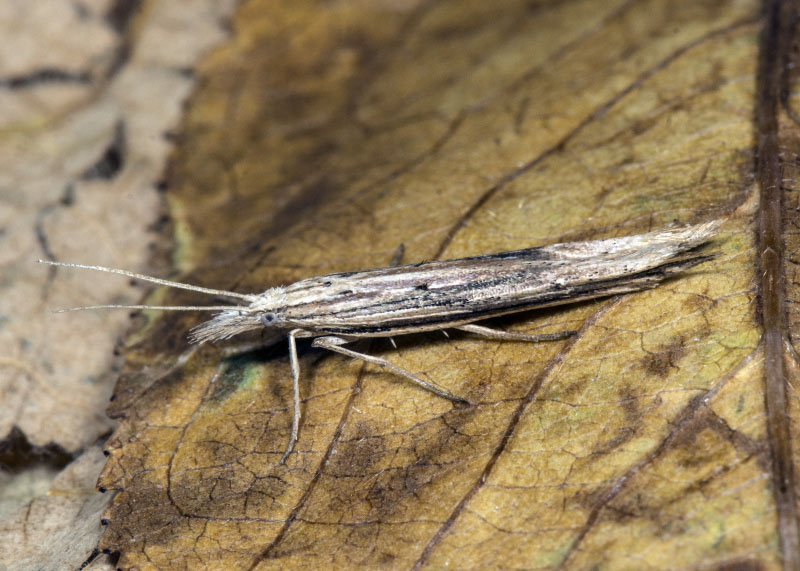 Microlepidottero -  Ypsolopha mucronella,  Ypsolophidae